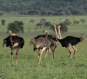 Tarangire National Park