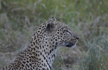 Leopard image at Serengeti National Park