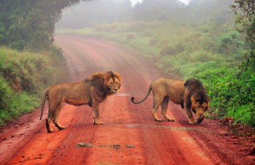 lion at Serengeti National Park