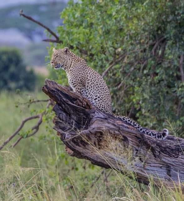 Ostrich at Tarangire Park