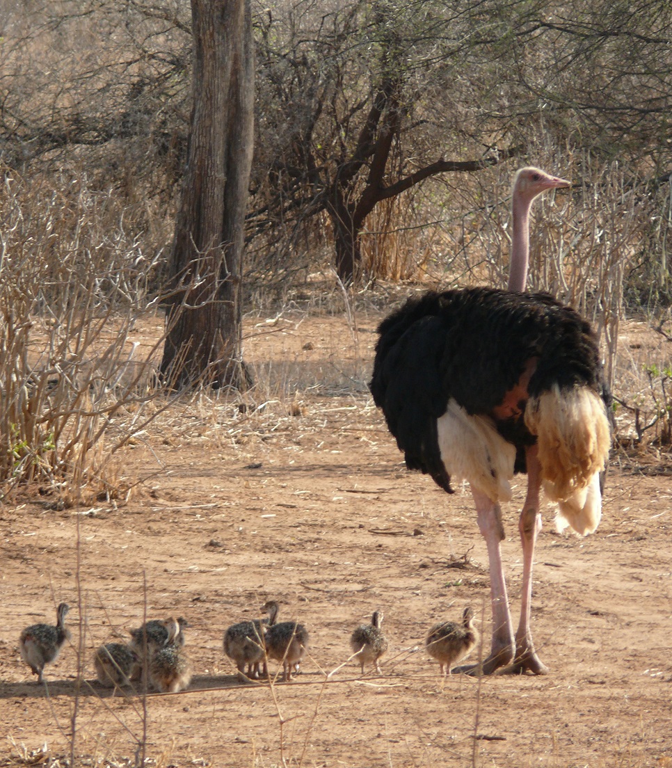 Ostrich at Tarangire Park