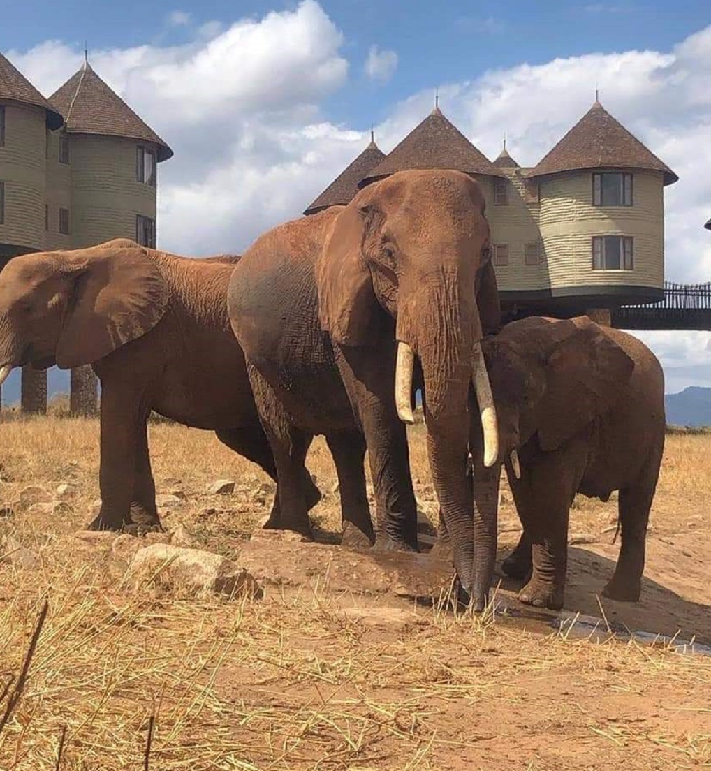 Ostrich at Tarangire Park